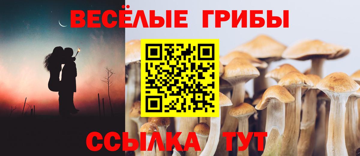 Псилоцибиновые грибы Psilocybe  Вход с VPN  Зеленодольск 